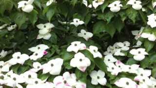 Flowering Cornus Dogwoods Four of the Best [upl. by Sirc613]