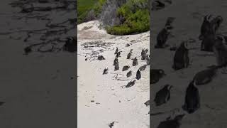 A la rencontre dune colonie de penguins à Boulders Beach 🇿🇦 en Afrique du sud [upl. by Airekal435]