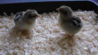 Silver Barnevelder chicks [upl. by Laurentia459]