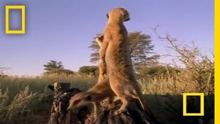 Meerkat Mob Rule  National Geographic [upl. by Esinrahs912]