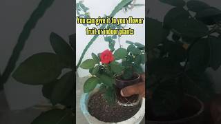 Seaweed Extract For Plants  How to Use Seaweed Liquid Fertilizer [upl. by Khalid697]