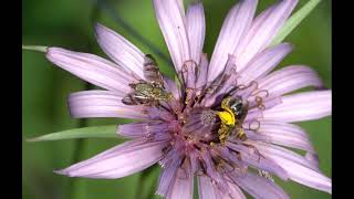 Chaetorellia succinea amp Andrena flavipes [upl. by Ima925]