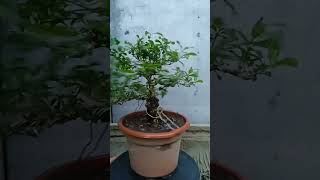 Vitex Parviflora Tugas Bato from cuttings update [upl. by Nnalyrehs]