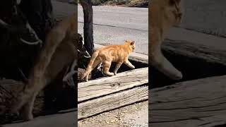 Cat 🐈 getting spooked amp leaving the yard [upl. by Thanasi18]