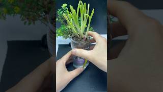 Ingenious ideas in your home every gardener should know this shorts diy bottle garden [upl. by Ylicic]