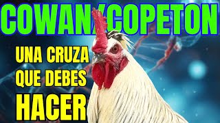 COWANGIRO COPETON COMO HACER ESTE CRUZAMIENTO [upl. by Thrift]