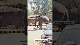 Gajraj is paying obeisance to God Vishnu 🕉️sanatan vishnu elephant [upl. by Enorel]