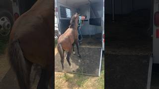 Practicing trailer loading with the littles today horsetraining [upl. by Godwin607]