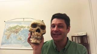 Neanderthal skull [upl. by Kilah]