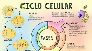 Explicacion del Ciclo Celular los Cromosomas y la Mitosis [upl. by Ahsienaj516]