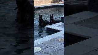 Day Spa…for dogs giantschnauzer schnauzer [upl. by Gabey]