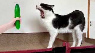 So Funny Funniest Cats and Dogs 2024 🤣 Funny And Cute Animal Videos 2024 😅😻 [upl. by Bridgette]