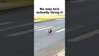 Why did the chicken cross the road [upl. by Arjun]