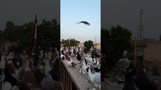 Birds lovers Jiskani subscribe birds for veral subscribe veralvedio [upl. by Kcirederf334]