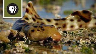 Epaulette Shark Walks on Land [upl. by Assilim]