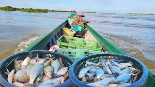 គៀកខ្នើតហើយ ត្រីទន្លេសាបមិនទាន់ប្រែប្រួល  Freshwater Fish Market KH Ep 524 [upl. by Tedi168]