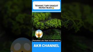 TENANG TAPI SANGAT MEMATIKAN [upl. by Aluin]