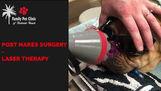 Post Nares Surgery  Laser Therapy  Family Pet Clinic of Redondo Beach [upl. by Kahn936]