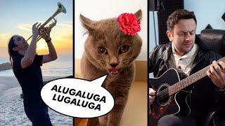 The Kiffness x Alugalug Cat 20  Please Go Away Flamenco Edit ft Spaul [upl. by Ahsiam]