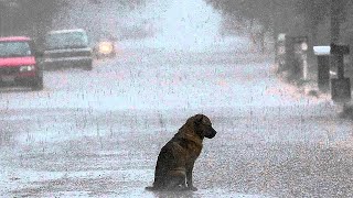 A triste vida de um cachorro sedentário [upl. by Frederick]