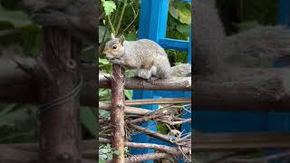 Squirrel gets mugged off by pigeon [upl. by Avan589]