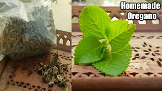 Oregano  How to make oregano at Home  Homemade Origeno at home [upl. by Ayalahs]