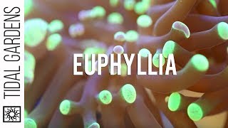 Euphyllia Coral Hammers Torches Frogspawn Propagation [upl. by Herodias]