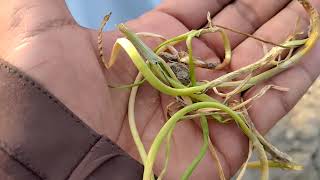 Leaf Twister Disease of Onion 🧅 caused by Colletotrichum spp [upl. by Nivahb884]