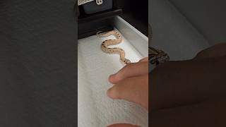 MIR51412 has Bravery but is Careful Too A Western Hognose Snake Short [upl. by Amberly252]