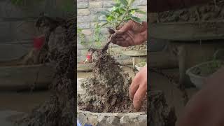 Bonsai on the rock  ficus macrocarpa bonsai [upl. by Germin]