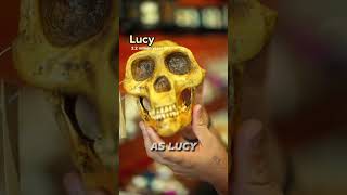 Discovering the Origins of Humanity Africa’s Ancient Fossils shorts fossils discoveryafrica [upl. by Shepherd]