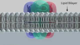 GABAA Receptor Subunits and Ion Channel [upl. by Dahlia861]