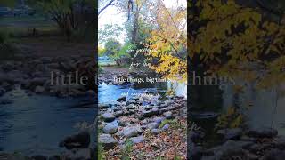 Lowville park milton viralvideo viralshorts fallleaves autumncolors love beautiful canada [upl. by Azne]