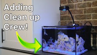 Two Month Update on the Reef Casa Studio 12  Nano Reef Tank Setup Part 5 [upl. by Aw]