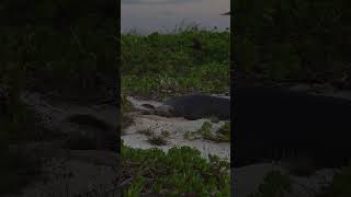 Hawaiian monk seal sneezed during a nap 😴 wildlife marinebiology [upl. by Rehpotsrihc]