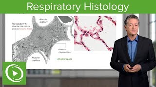 Respiratory Histology – Histology  Lecturio [upl. by Eiltan]