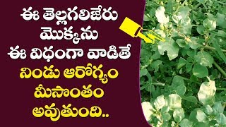 తెల్ల గలిజేరు ఉపయోగాలు  tella galijeru plant uses in telugu atikamamidi uses in telugu [upl. by Zeb]