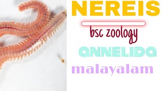 nereisparapodiummalayalambsc zoologyannelida [upl. by Wain]