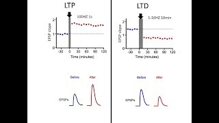 LTP vs LTD [upl. by Uzzial319]