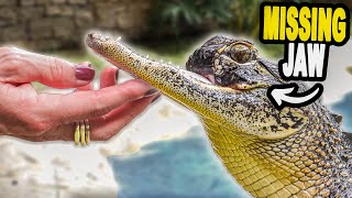 Meet The Alligator Thats Missing Its Jaw [upl. by Adao85]