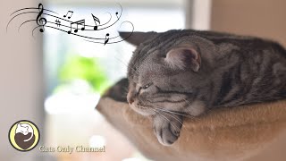 Music to Relax Cats  Deep Sleep Music Calming Music Anxiety Relief [upl. by Himelman250]