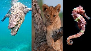 Animales ovíparos vivíparos y ovovivíparos Explicación y EJEMPLOS🐊🦁🦈 [upl. by Hyland]