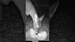 Deer chows down on a festive Halloween Pumpkin Treat wildlife trailcam halloween whitetaildeer [upl. by Hatch]