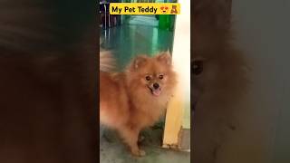 My Pet Teddy viralshort love shortsfeed youtubeshorts [upl. by Arhaz]