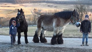 Armasarii lui Stelica de la Jichisu de Jos Cluj 6 Feb 2024 [upl. by Diley]