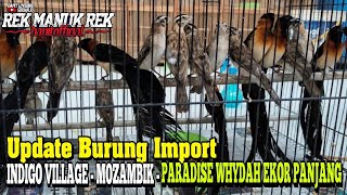 UPDATE HARGA BURUNG INDIGO VILLAGE  MOZAMBIK  PARADISE WHYDAH EKOR PANJANG [upl. by Nortyad351]