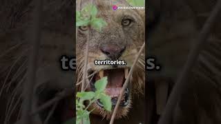 Lions kings wildanimalfacts petfriendly facts animalaffection animals catlover cats roar [upl. by Bennink]