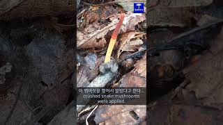 91뱀 같은 뱀버섯 snakelike mushroom Mutinus caninus dog stinkhorn [upl. by Lazar740]