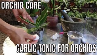 How to Save your orchids with a Garlic Tonic [upl. by Aieki]