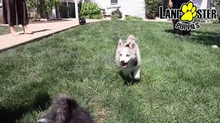 Playful Pomsky Puppies [upl. by Tutankhamen]